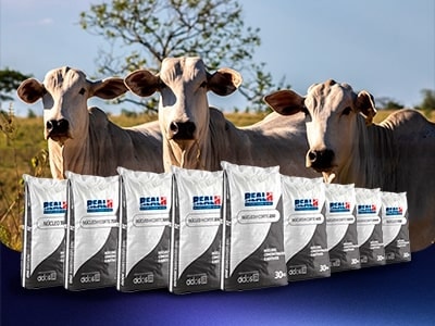 Núcleos e Concentrados